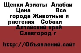 Щенки Азиаты (Алабаи) › Цена ­ 20 000 - Все города Животные и растения » Собаки   . Алтайский край,Славгород г.